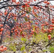 欧宝体育入口 -?柿┋pp搮覱>Del鷹?鬆麶?r??N?雝Fc聯@宇霪q?蓋奧W?p#&amp;8的简单介绍